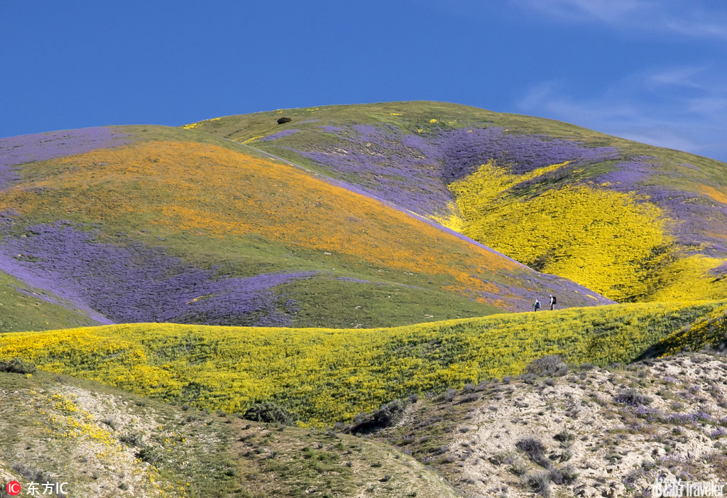 美国内政部发布春日风景照 南加州漫山花海令