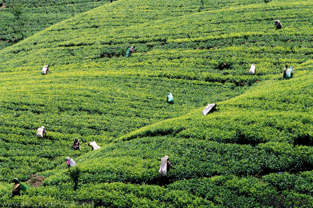 TOP10 斯里兰卡。斯里兰卡有着“印度洋的眼泪”的美誉。图为努沃勒埃利耶（Nuwara Eliya），斯里兰卡地势最高的城镇，它不仅仅是斯里兰卡南部丘陵地区的核心，也是岛国的茶叶中心。