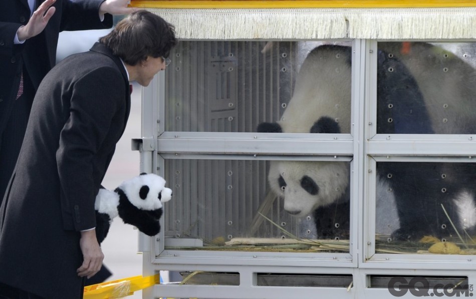 当地时间2014年2月23日，比利时布鲁塞尔，大熊猫熊猫“星徽”“好好”抵达布鲁塞尔，比利时首相迪吕波亲自到机场迎接。