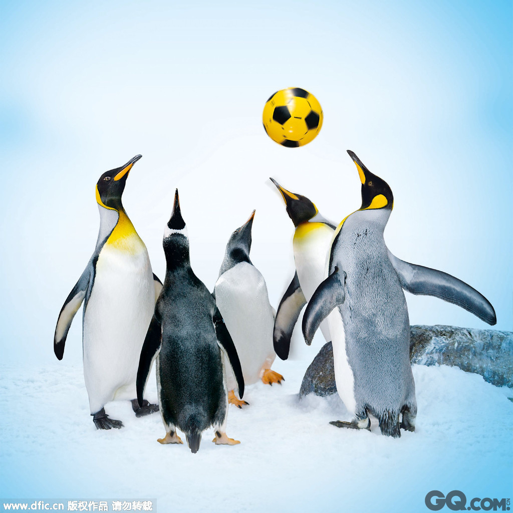 新西兰正在举办一场别开生面的运动会，企鹅运动会，由帝企鹅和金图企鹅参加，比赛项目包括足球、飞盘、冲浪、水球和赛跑，比赛地点在新西兰The Kelly Tarlton Arctic Encounter海洋中心。这个海洋中心1994年建立，拥有80只企鹅，举办企鹅运动会是为了庆祝其建立15周年。
