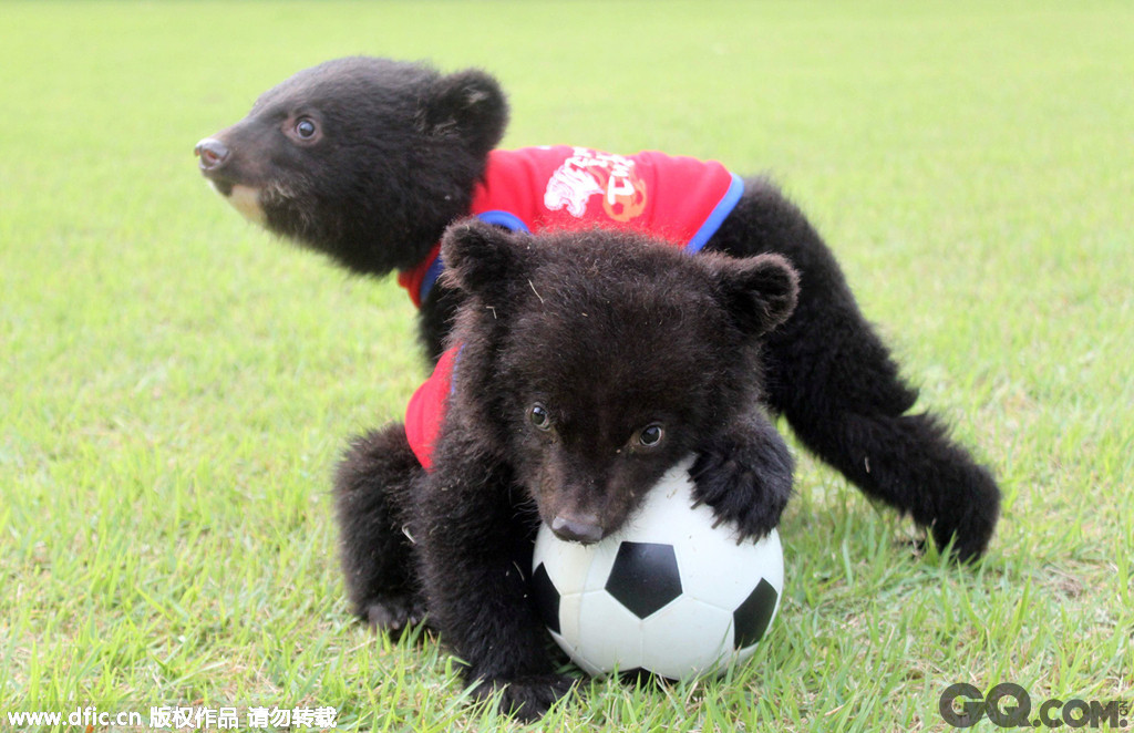 2014年6月13日，韩国世宗，动物园内的黑熊玩足球，为巴西世界杯助威。  