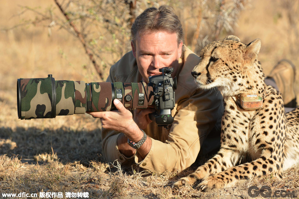德国摄影师Chris Du Plessis在南非野生动物保护区拍到不可思议的一幕。一头非洲猎豹温顺地趴在他身边，让他抚摸她的头。然后，他还趴在草地上，让猎豹欣赏相机屏幕里的照片。这头优雅的猎豹竖着耳朵，随时准备起身去追赶猎物，但很幸运的是，它似乎对身边的这个男人没有胃口。这名39岁的德国摄影师用远程遥控设备拍下了自己与猎豹之间的温馨互动。这头猎豹叫Mtombi，虽然在保护区里算温顺，但仍然会自己捕食猎物。   