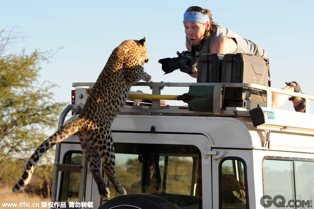 业余摄影师Sergey Ivanov和他的搭档Sergey Kotelnikov开着吉普车在纳米比亚与博茨瓦纳边境的草原上发现了一只玩耍的小豹子，就在他们爬上车顶上想要近距离拍摄它时，小豹子突然跳上车顶， 与举着相机的Kotelnikov来了个面对面的亲密接触，Kotelnikov吓得瞠目结舌，这一惊心动魄的画面被趴在另一辆车上的Ivanov记录了下来。   