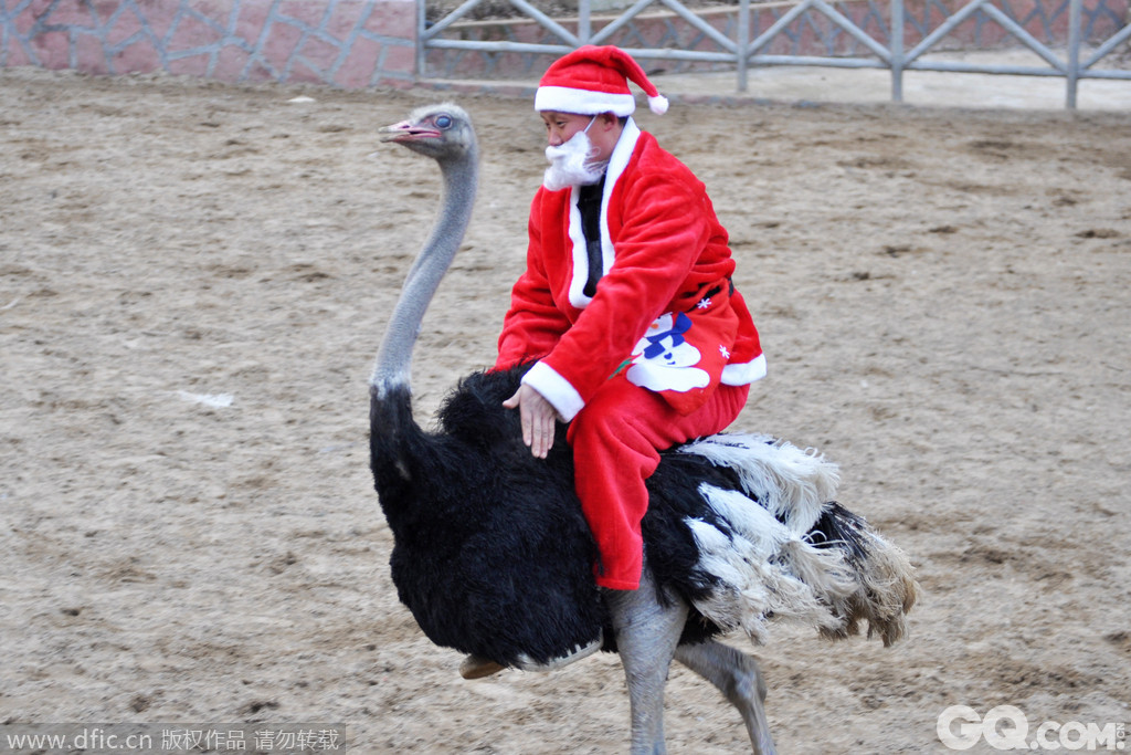 圣诞老人骑鸵鸟