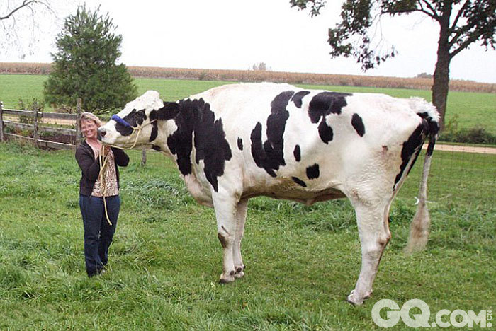 10.	据美国合众国际社10月14日报道，近日，美国伊利诺斯州奥兰治维尔(Orangeville)的奶牛布洛瑟姆(Blossom)被吉尼斯世界纪录评委会评定为全球最高的奶牛。据悉，该奶牛高6英尺4英寸(约1.93米)。