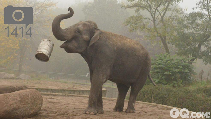 15.	据德国《图片报》10月24日报道，近日，众多游客在德国柏林动物园看到了有趣的一幕：一头大象在围栏中玩耍铁桶长达20多分钟，而且似乎非常享受这个过程。　　报道称，这头雌性大象名叫图萨，现年5岁。