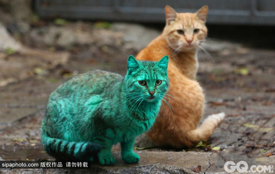 16.	当地时间2014年12月4日，保加利亚一只街头流浪猫因为常年睡在废弃的绿色油漆桶，最终变成绿宝石猫。