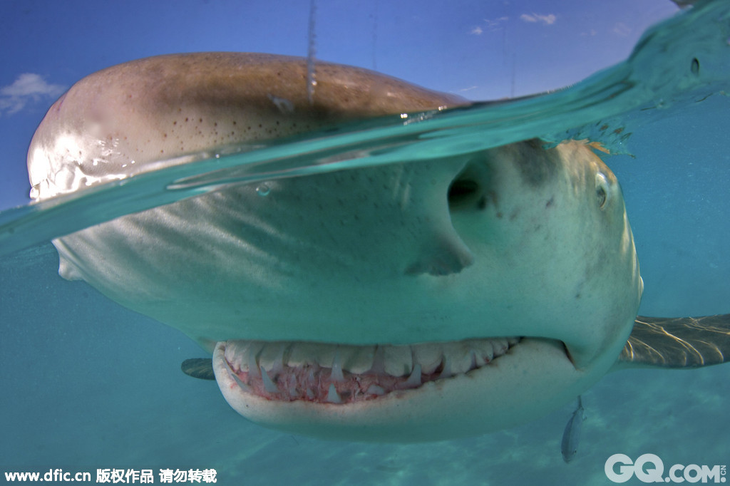 加拿大摄影师Todd Mintz拍到鲨鱼露齿微笑照片，Todd Mintz做水下摄影师已经30余年，这次他为了捕捉鲨鱼微笑的镜头，在水下苦等数月，终于拍到柠檬鲨微笑的瞬间。你不要被它微笑的样子欺骗，柠檬鲨可是性情凶残、会攻击人类的。