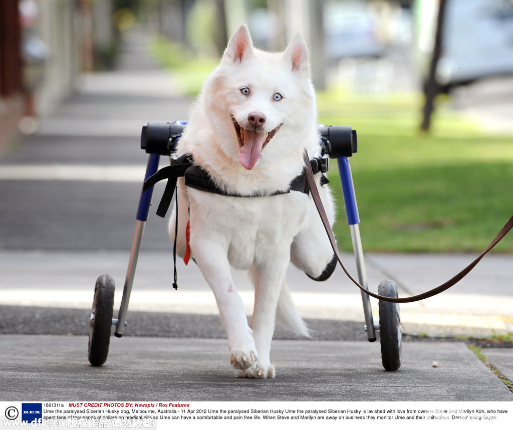 当地时间2012年4月11日，澳大利亚墨尔本，一只西伯利亚哈士奇狗狗装上了轮椅，开心的跑着。