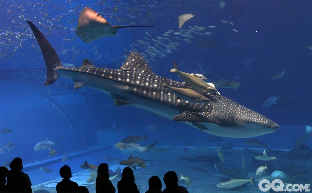 冲绳是日本国民们最喜爱的旅游点之一。冲绳有亚洲最大的水族馆，不用潜水也能看到海底缤纷水精灵，有海水如翡翠一样碧绿的翡翠海滩。