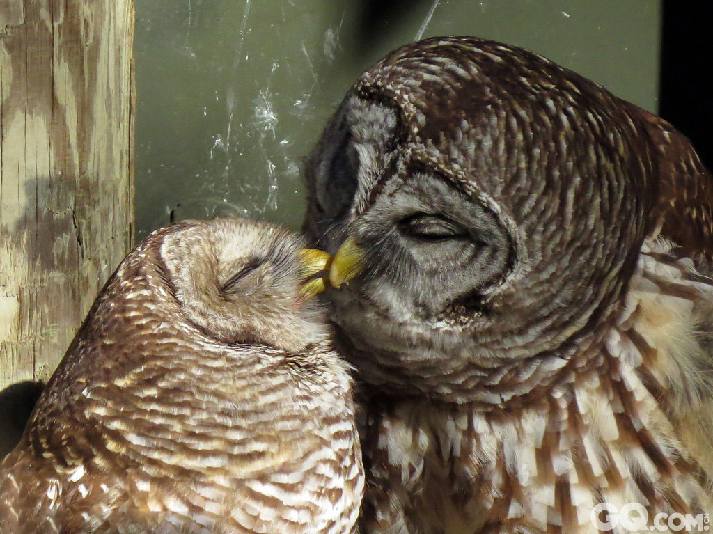 今年情人节，美国动物园内的两只猫头鹰亲吻，秀恩爱。   