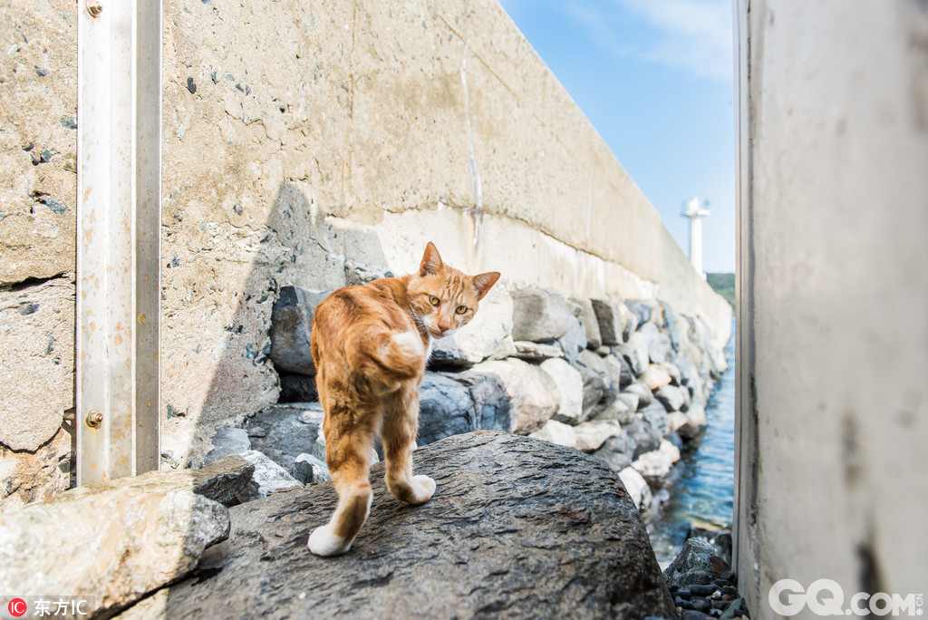 欢迎来到猫岛!