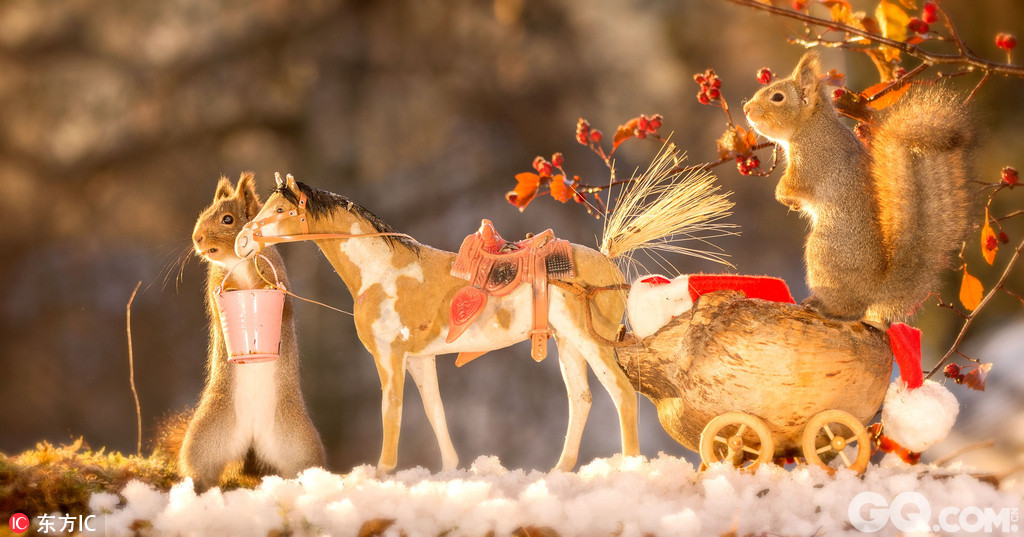 圣诞来临之际，瑞典摄影师Geert Weggen为红松鼠拍摄了一组可爱的圣诞节写真，他在附近的森林里为这些小松鼠搬了一个圣诞派对，挂上各种可爱的小饰品，摆上它们爱吃的坚果等食物，等着小松鼠的光临，在食物的引诱下，这些小家伙们来到Geert 为它们精心准备的小场地里，开起了欢乐的圣诞派对，它们一会抱着小吉他“弹唱”，一会跳上水晶球卖萌，一会又上雪人的头上撒欢，哆嗦着两只小爪爪模样十分可爱。Geert前后用了三周时间才拍到这组可爱的写真。