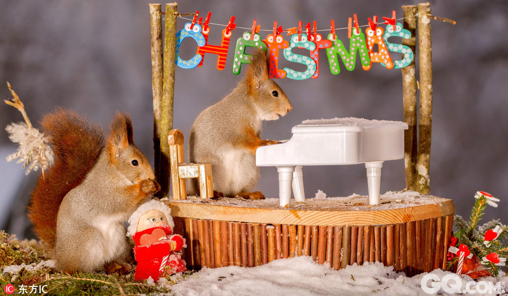 圣诞来临之际，瑞典摄影师Geert Weggen为红松鼠拍摄了一组可爱的圣诞节写真，他在附近的森林里为这些小松鼠搬了一个圣诞派对，挂上各种可爱的小饰品，摆上它们爱吃的坚果等食物，等着小松鼠的光临，在食物的引诱下，这些小家伙们来到Geert 为它们精心准备的小场地里，开起了欢乐的圣诞派对，它们一会抱着小吉他“弹唱”，一会跳上水晶球卖萌，一会又上雪人的头上撒欢，哆嗦着两只小爪爪模样十分可爱。Geert前后用了三周时间才拍到这组可爱的写真。
