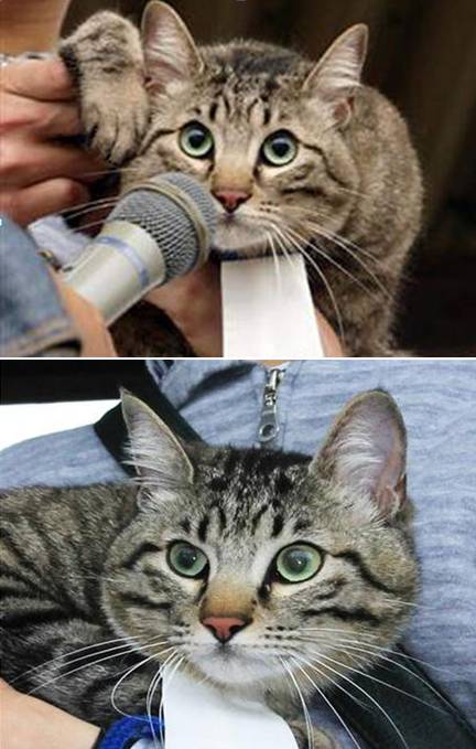 日本滋贺县的第一任猫咪市长GIN是由市民一起投票选取出来的。GIN出了要担任刺激观光的工作之外，更重要的使命是代表市内流浪猫收容所呼吁所有人“爱护动物”。