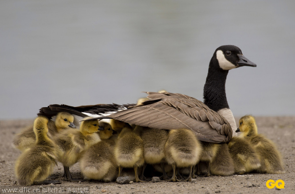 美国俄勒冈州罗斯堡，寒冷的早晨，一群20周大的鹅宝宝躲在妈妈的翅膀下取暖。