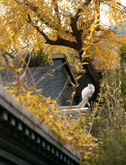 家里的一只白猫蹲在屋顶的飞檐上。