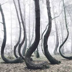 波兰神秘树林惊现成片弯曲松树