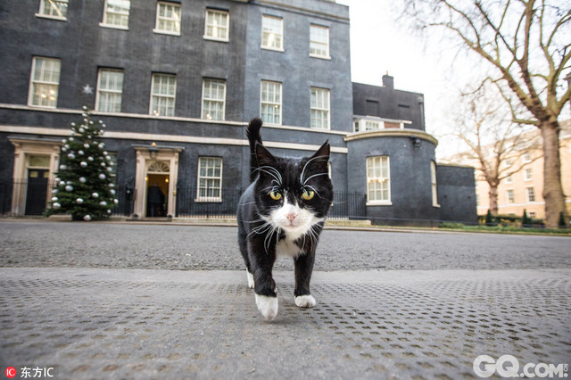 英国伦敦，一只叫帕默斯顿的可爱猫咪成为英国外交部首席灭鼠官。它的项圈上写着“帕默斯顿勋爵”，这是为了纪念同名的19世纪英国著名首相。小猫帕默斯顿也是第一只进驻外交及联邦事务部的猫咪。
