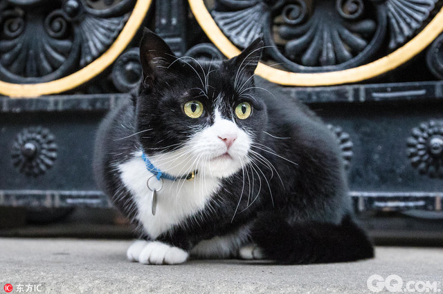 英国伦敦，一只叫帕默斯顿的可爱猫咪成为英国外交部首席灭鼠官。它的项圈上写着“帕默斯顿勋爵”，这是为了纪念同名的19世纪英国著名首相。小猫帕默斯顿也是第一只进驻外交及联邦事务部的猫咪。