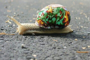保护蜗牛的彩壳行动