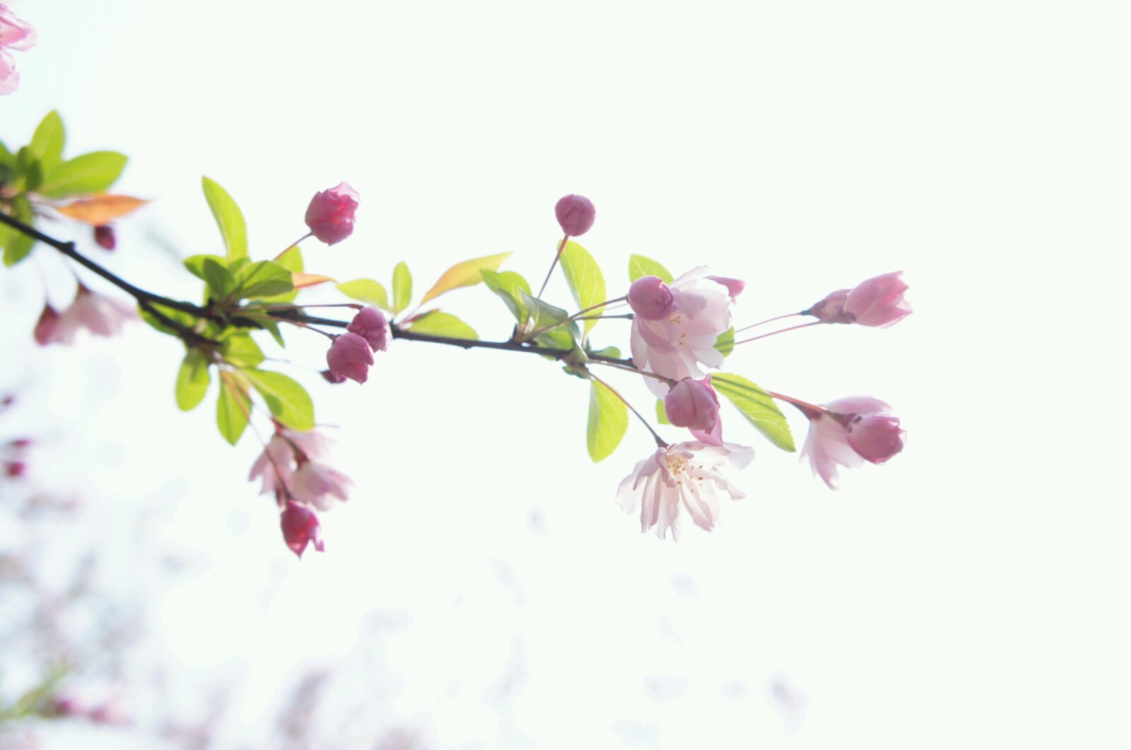 【春装搭配】春天来了人要比花美哦~