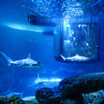 中国情侣入住Airbnb巴黎水族馆与鲨鱼“共眠”-旅行度假