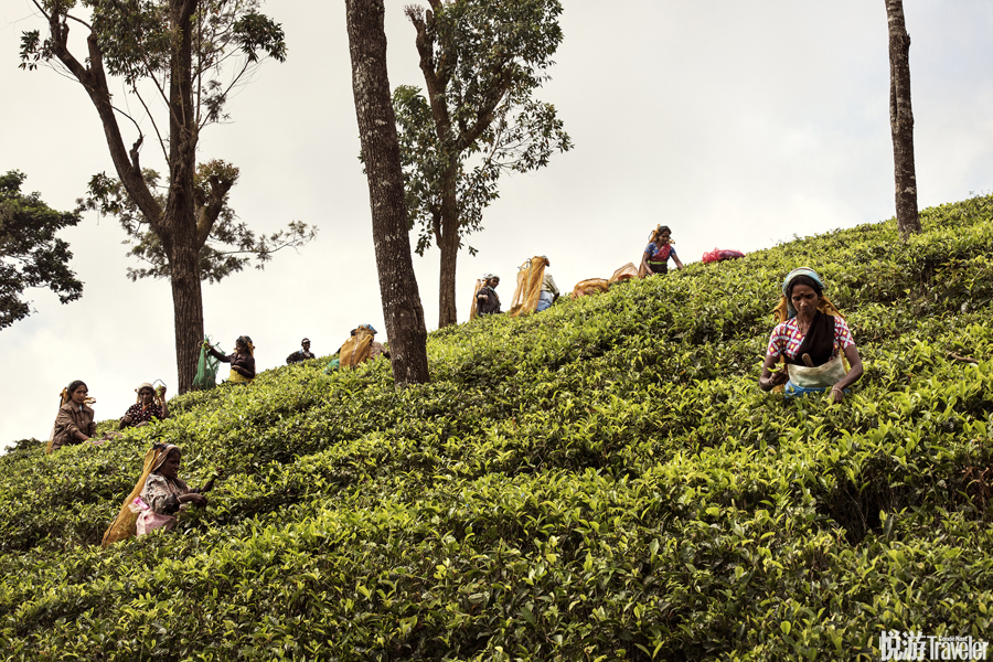 斯里兰卡中部山区的产茶地非常广阔，茂密的丛林边缘整齐地种植着无边无际的茶树。这片地区的道路都是曲折...
