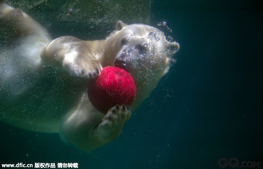 2014年7月23日，德国乌帕塔，当地动物园内的一只北极熊抱着球在水里游。   