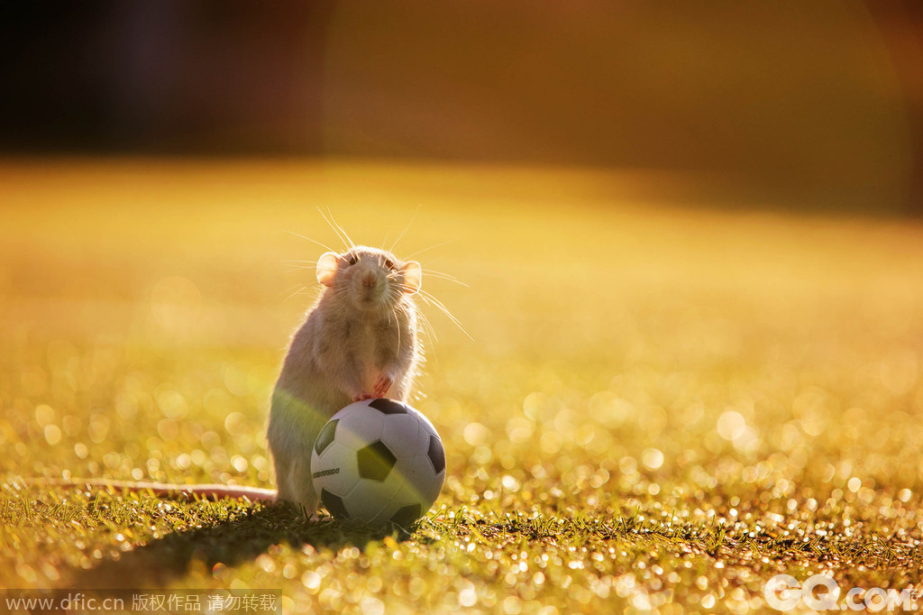 萌鼠踢足球。