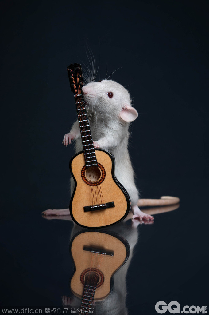 萌鼠弹吉他。