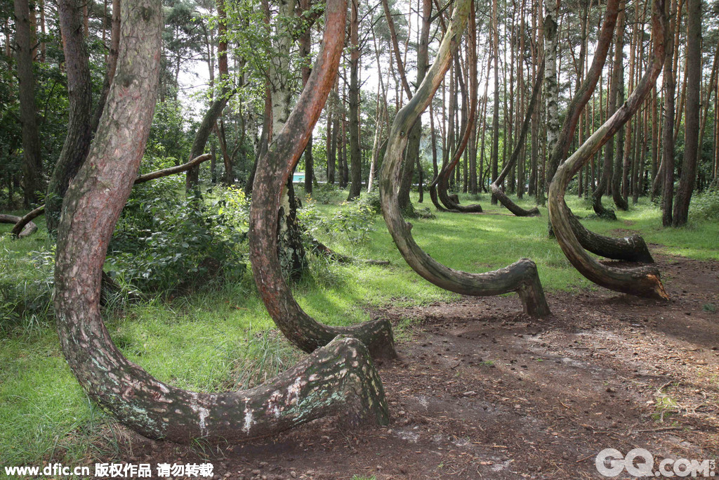 当地时间2014年5月11日，波兰格雷菲诺，这400棵长相奇特、弯曲生长的松树大约种植于1930年，那时，这片地区还属于德国，可能是德国人采用了什么未知的技术使得这些树长成这样。人们猜测，这片“弯弯林”或许是以前人们为了打造家具、船身而种植的。