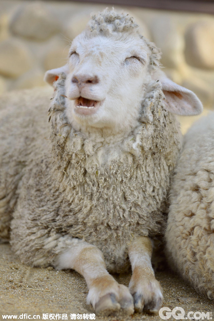 　当地时间2014年11月27日，日本神户，六甲山牧场的一只绵羊在反刍时眯着眼睛露出“笑脸”。