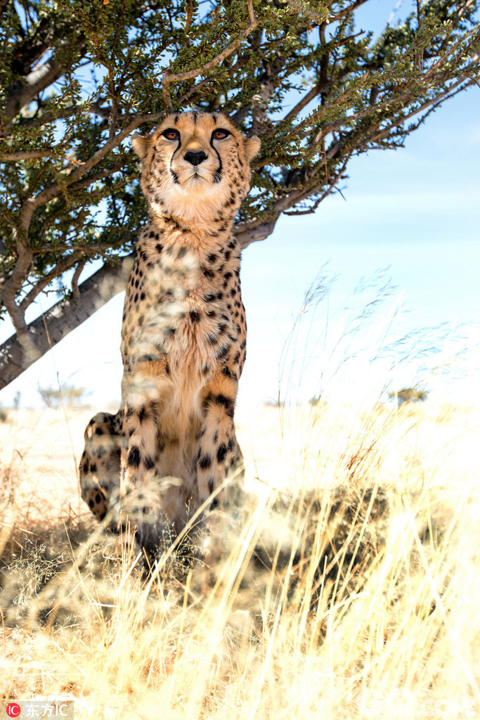 纳米比亚拉帕兰奇狩猎旅馆（Lapa Lange Lodge），看到这些照片，内心已经被暖化了吧！这些暖人的照片显示的是美女摄影师和猎豹之间的感人友谊。画面中摄影师Julia与猎豹相伴而行，近距离拍摄猎豹照片，蹲下与猎豹亲密互动，而这些自然界的捕食者们在摄影师面前则看起来像是小猫一样温顺，开心地与它们的新伙伴互动玩耍。Julia和Jean Wimmerlin来自瑞士，拍摄下了这些照片。