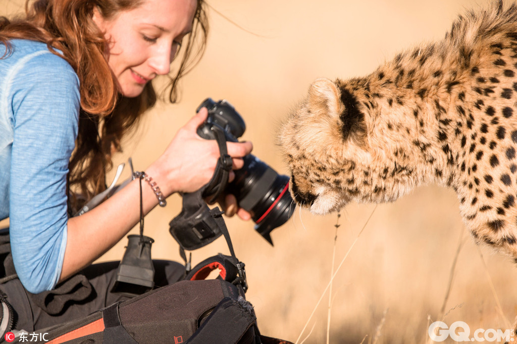 纳米比亚拉帕兰奇狩猎旅馆（Lapa Lange Lodge），看到这些照片，内心已经被暖化了吧！这些暖人的照片显示的是美女摄影师和猎豹之间的感人友谊。画面中摄影师Julia与猎豹相伴而行，近距离拍摄猎豹照片，蹲下与猎豹亲密互动，而这些自然界的捕食者们在摄影师面前则看起来像是小猫一样温顺，开心地与它们的新伙伴互动玩耍。Julia和Jean Wimmerlin来自瑞士，拍摄下了这些照片。