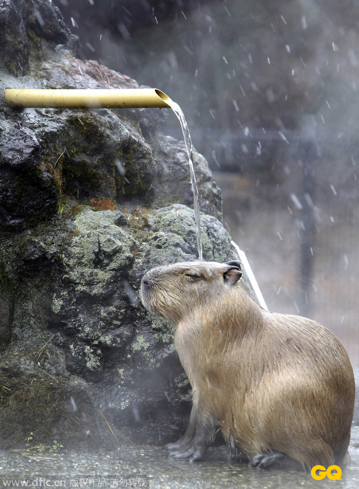 一只水豚通过享受热水澡，来抵御风雪的严寒。