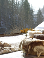 户外露台上，驯鹿皮和西藏马海毛的靠垫在冰天雪地中更显得暖意洋洋，它们都来自巴黎Maison de Vacances。
