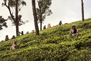 斯里兰卡中部山区的产茶地非常广阔，茂密的丛林边缘整齐地种植着无边无际的茶树。这片地区的道路都是曲折...