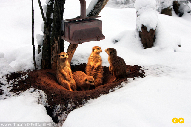 德国Erfurt，动物园里的猫鼬坐在烤暖气下取暖。