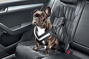 让你的宠物在车里更安全