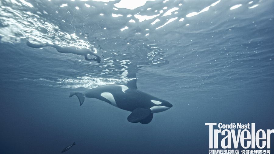 帝舵表与摩根·波奇斯共同深入探寻鲸鱼踪影，完成纪录片《深入海洋 探秘自然》摄制