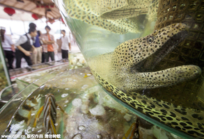 国内十大海鲜圣地：2. 香港  香港人吃东西很讲究，冷冻的海鲜他们是不吃的，所以，稍微有些不新鲜的鱼虾...